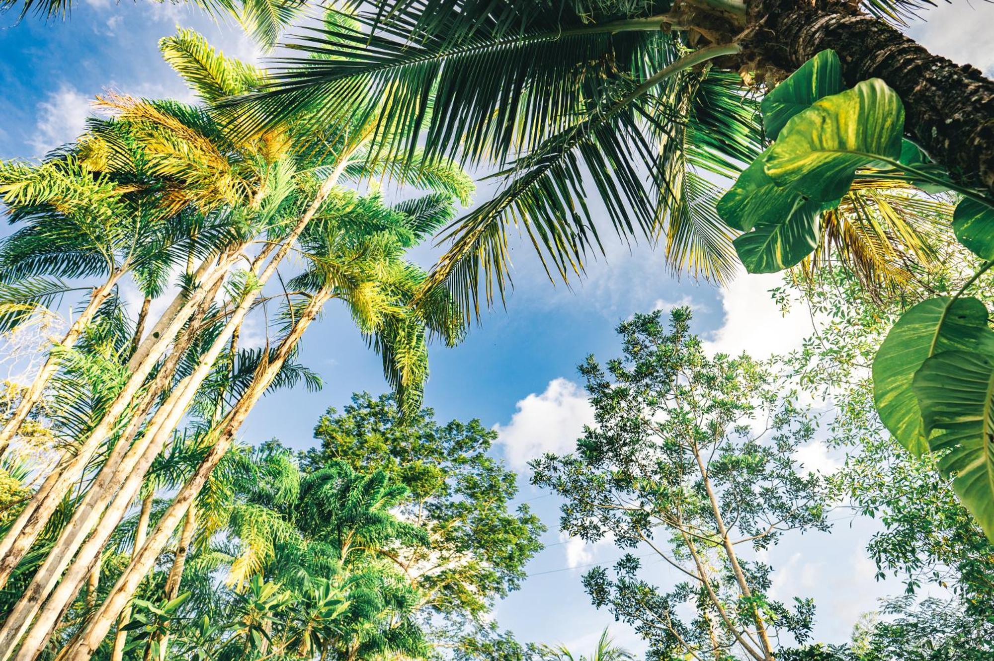 Huingos Eco Lodge Tarapoto Bilik gambar